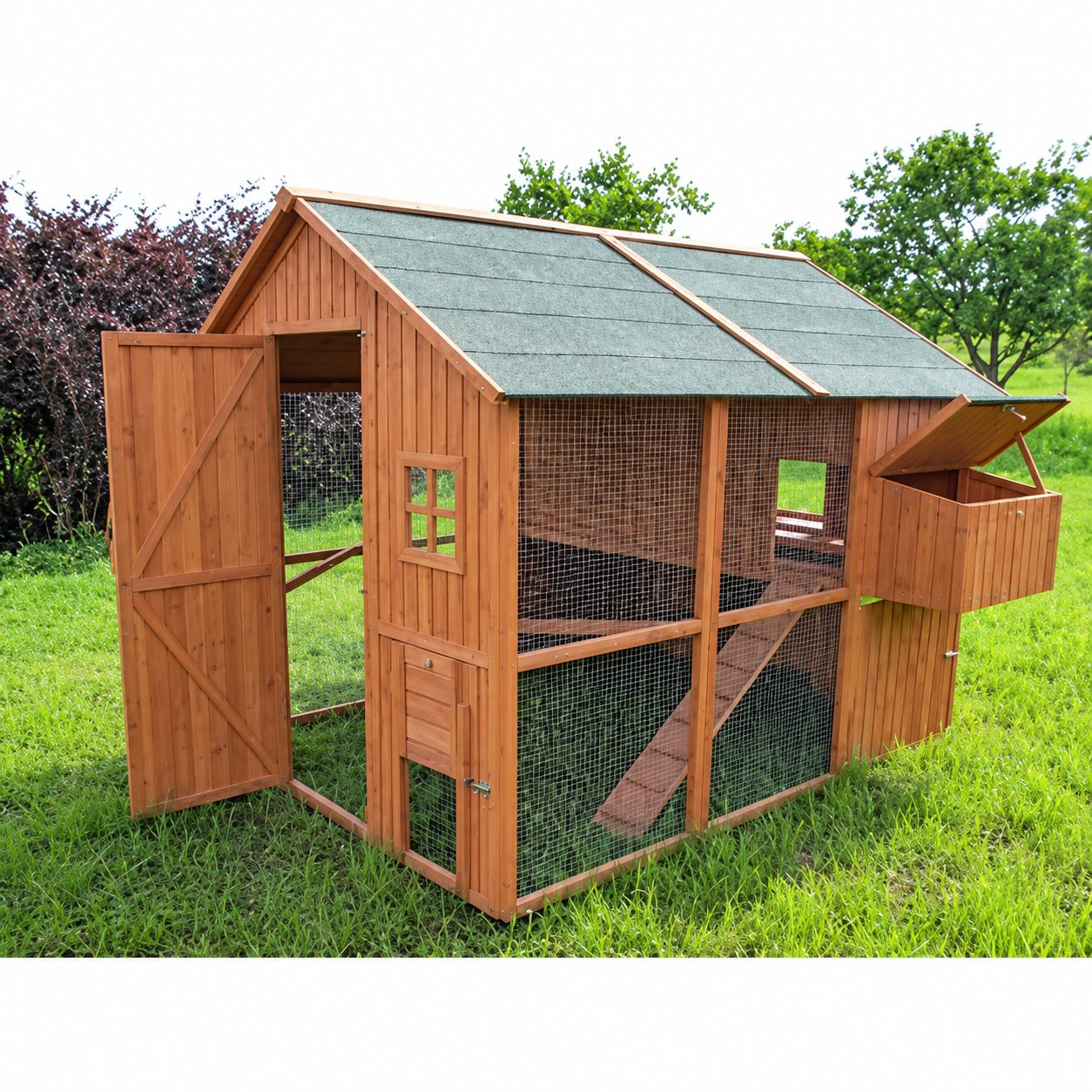 Des poules en ville : photo 1