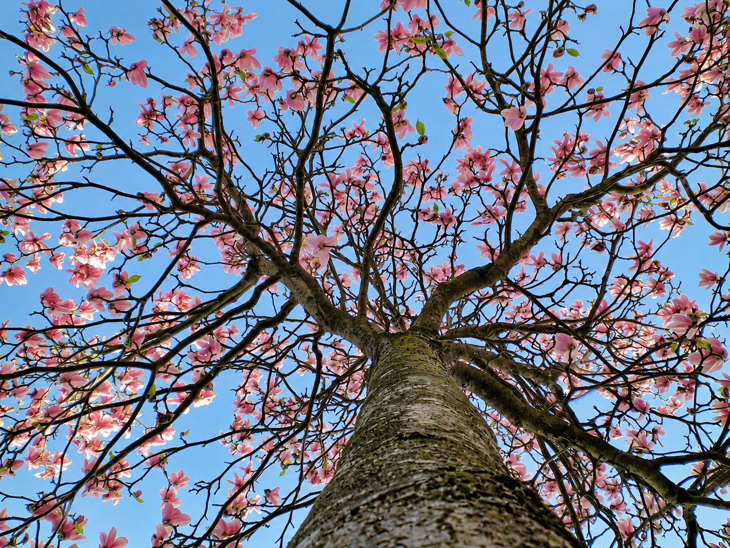 Magnolia en fleurs vu d’en dessous : tronc et branches couverts de fleurs roses sur ciel bleu
